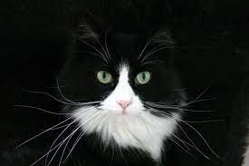 Norwegian Forest Cat Black Green Eyes Norwegian Forest Cat White Norwegian Forest Cat Cats Forest Cat