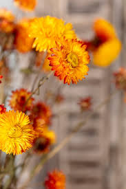 Image result for Helichrysum decorum