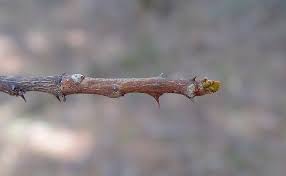 Image result for Zanthoxylum