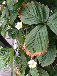 Come to pngtree download free. N Na On Twitter Today S Wild Strawberry Edges Of Some Leaves Turned Brown But Don T Worry New Leaves Will Be Born Flower Flowerreport Strawberry Wildstrawberry Photo Photograph Photography Photographer Https T Co Cskxybbyvu