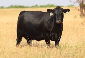 Black Angus Calves For Sale Near Me Buck Cattle Co Blog 12 Fall Calving Angus Cows For Sale Korova Krupnyj Rogatyj Skot Zhivotnye