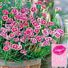 Prinzess Nelke Pink Kisses Online Kaufen Bei Gartner Potschke Nelken Stauden Pflanzen