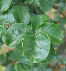 Image result for Fagus sylvatica Cockleshell