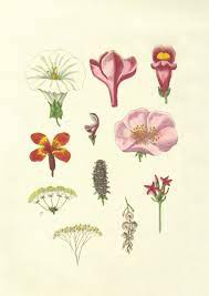 Are you searching for botanical png images or vector? Botanical Illustration Pictures Download Free Images On Unsplash