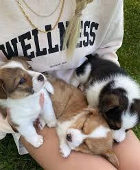 Georgiaspanswick In 2020 Cute Dogs Cute Animals Cute Baby Animals