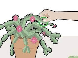 This piece was left out too long and it already. How To Prune A Christmas Cactus 12 Steps With Pictures Christmas Cactus Plant Christmas Cactus Thanksgiving Cactus