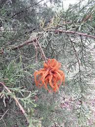 Image result for Erianthemum virescens