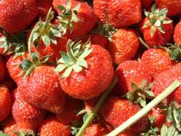 Cilek Yetistiriciligi 3