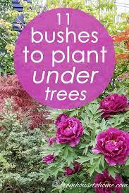 There are several varieties to choose from, so it is important to know the end result you are trying to achieve when purchasing one. 21 Evergreens For Shade Ideas Evergreens For Shade Shade Loving Shrubs Plants Under Trees