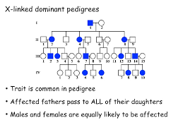 pedigree presentation