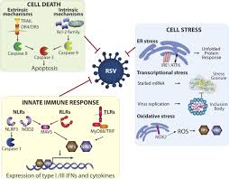 Boris johnson changes plan to skip covid quarantine after virus exposure. The Innate Immune Response To Rsv Advances In Our Understanding Of Critical Viral And Host Factors Sciencedirect