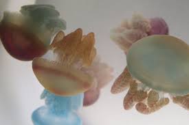 This page lists where to buy pet jellyfish online. Exotic Aquaculture