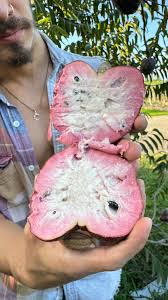 Image result for Annona reticulata