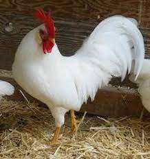 Ayam ras petelur tipe medium c. Tipe Dan Jenis Ayam Petelur Unggul Elinotes Review