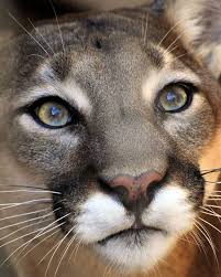 Mountain Lion Big Cats Animals Beautiful Mountain Lion
