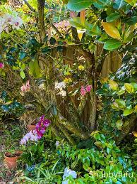 Maybe you would like to learn more about one of these? Grow Orchids On Trees With These Easy Tips Shabbyfufu Com