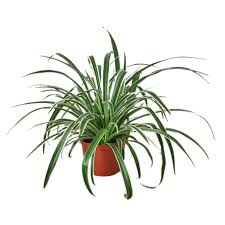 Image result for Chlorophytum ruahense