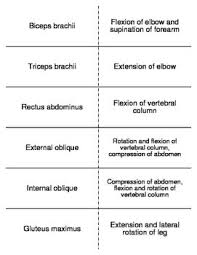 2.03 muscle contraction step 2 step 4 the breakdown of atp (adenosine triphosphate) that releases energy, and releasing the head of the myosin. Major Muscle Contractions Flash Cards Basic Anatomy And Physiology Muscle Contraction Flashcards