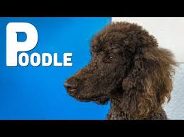 Do Poodles Ever Have Blue Eyes