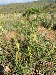Image result for Heliotropium zeylanicum