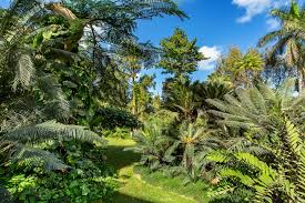 Image result for Cycadaceae