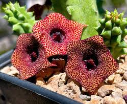 Image result for Huernia erectiloba