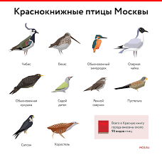 Черный коршун, зеленый дятел, серая цапля: 46 видов редких птиц встретили в  Москве в этом году  Новости города  Сайт Москвы