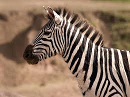 Zebra Photo Picture Definition At Photo Dictionary Zebra Word And Phrase Defined By Its Image In Jpg Jpeg In English Zebra Pictures Cute Wild Animals Zebra
