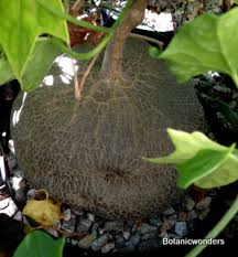 Image result for Oxyanthus goetzei