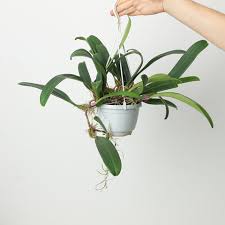 Image result for Bulbophyllum burttii
