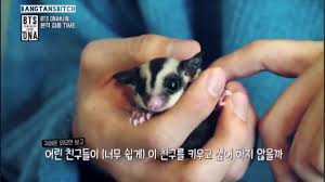Kim Seokjin Pet Sugar Glider Youtube