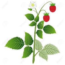If you are planting several raspberry plants at one time, space each plant about 1 1/2 feet apart. Raspberry Plant With Leaves Berries And Flower Isolated On Royalty Free Cliparts Vectors And Stock Illustration Image 146937588