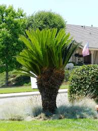 Male sago palm in spring bloom. How To Care For A Sago Palm And Why They Are So Difficult Dengarden