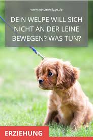„fuß laufen muss, sondern es bedeutet, dass die leine nicht angespannt ist. Tipps Zur Leinenfuhrigkeit Den Welpen An Die Leine Gewohnen Welpen Hunde Welpen Erziehung Hunde Erziehen
