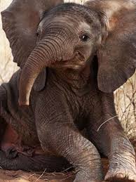 Pin On Various Likes