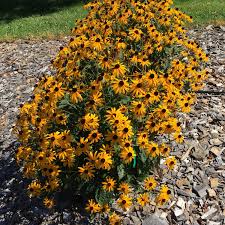 Image result for Digitaria megasthenes