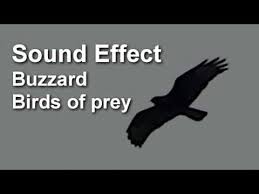 Birds Of Prey Full Movie Free Youtube Scary Sound Birds Of Prey Sound Effect Scary Sounds Birds Of Prey Largest Bird Of Prey