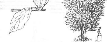 Image result for Rothmannia urcelliformis