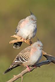 Birds That Sing In The Morning Australia Crested Pigeon Photo Enjoying The Early Morning Sun The Internet Bird Collection Crested Pigeon World Birds Australian Birds