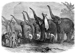 Prints of A squad of elephants saluting the Commandant at Dinapore, India, 1864. Creator: Mason Jackson