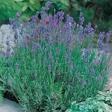 Yuk jual & beli tanaman bunga mawar online dengan daftar harga terbaru june 2021 di tokopedia sekarang! Jual Lavender Jual Bibit Bunga Lavender Jual Benih Bunga Lavender Harga Benih Bibit Biji Bunga Lavender Munstead Strain Mr Fothergills Jual Benih Bibit Tanaman Online