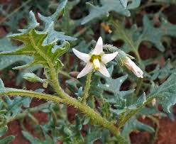 Image result for Solanum