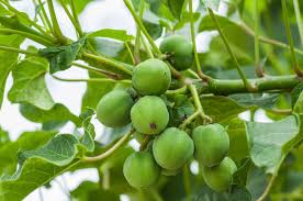 Image result for Jatropha campestris