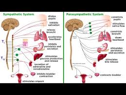 Image result for Sympathetic Nervous System