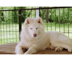 Baby Siberian Husky Black And White Dogs For Sale In Ashburn Virginia White Siberian Husky White Husky Pretty Dogs