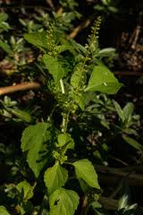 Image result for Basilicum polystachyon