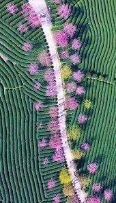 Champs De Theiers Et Cerisiers En Fleurs Chine Fleur De Cerisier Photographie Aerienne Paysage Vu Du Ciel