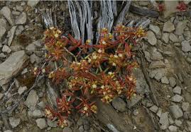 Image result for Crassula maputensis