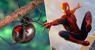 What are black widows superpowers? Three Brothers Let Black Widow Spider Bite Them In Hopes It Will