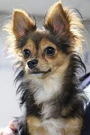 Check spelling or type a new query. Manitowoc Wi Chihuahua Meet Zeke A Pet For Adoption
